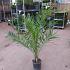 Phoenix canariensis