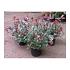 Photinia fraseri 'Little Red Robin'
