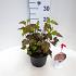 Physocarpus opulif. Diable d'Or