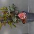 Physocarpus opulif. Diable d'Or