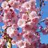 Prunus 'Accolade'