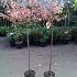 Prunus cer. 'Hessei'