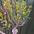 Prunus tenella 'Fire Hill'