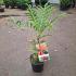 Sorbus 'Dodong'