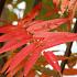 Sorbus 'Dodong'
