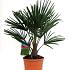Trachycarpus fortunei