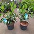 Viburnum odoratissimum awabuki