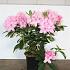Rhododendron 'Albert Schweitzer'