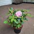 Rhododendron 'Germania'
