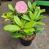 Rhododendron 'Germania'