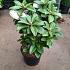 Rhododendron 'Gomer Waterer'