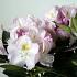 Rhododendron 'Gomer Waterer'
