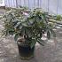 Rhododendron 'Gomer Waterer'