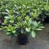 Rhododendron 'Horizon Monarch'