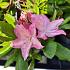 Rhododendron (AV) 'Jolie Madame'