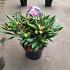 Rhododendron (Y) 'Kalinka'