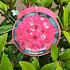 Rhododendron (AC) 'Marie Fortie'