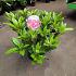 Rhododendron (AC) 'Marie Fortie'
