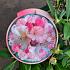 Rhododendron (Y) 'Percy Wiseman'