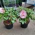 Rhododendron (Y) 'Percy Wiseman'