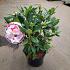 Rhododendron (Y) 'Percy Wiseman'