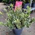 Rhododendron (AJ) 'Silver Sword'