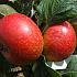 Malus d. 'Beauty of Bath'