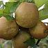 Malus d. 'Egremont Russet'