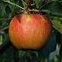 Malus d. 'Ellison's Orange'