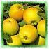 Malus d. 'Golden Delicious'