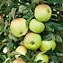 Malus d. 'Grenadier'