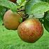 Malus d. 'Schone van Boskoop'