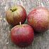 Malus d. 'Winston'