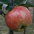 Malus d. 'Worcester Pearmain'