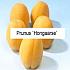 Prunus arm. 'Hongaarse'