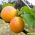 Prunus arm. 'Tros Oranje'