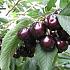 Prunus a. 'Hedelf. Riesenkirsche'