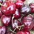 Prunus a. 'Kordia'
