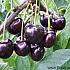 Prunus a. 'Regina'