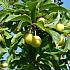 Prunus d. 'Mirabelle de Nancy'