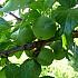 Prunus d. 'Reine Claude Verte'