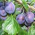 Prunus d. 'The Czar'