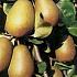 Pyrus c. 'Beurré Hardy'