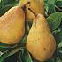 Pyrus c. 'Williams'