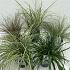 Carex in cultivars