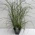 Miscanthus in Cultivars