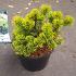 Pinus mugo 'Winter Gold'