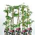 Rubus fruticosus