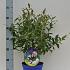 Vaccinium corymbosum