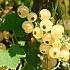 Ribes rubrum (white)